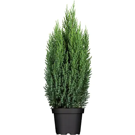 Pflanzen für dich  Wacholder 40-50 cm