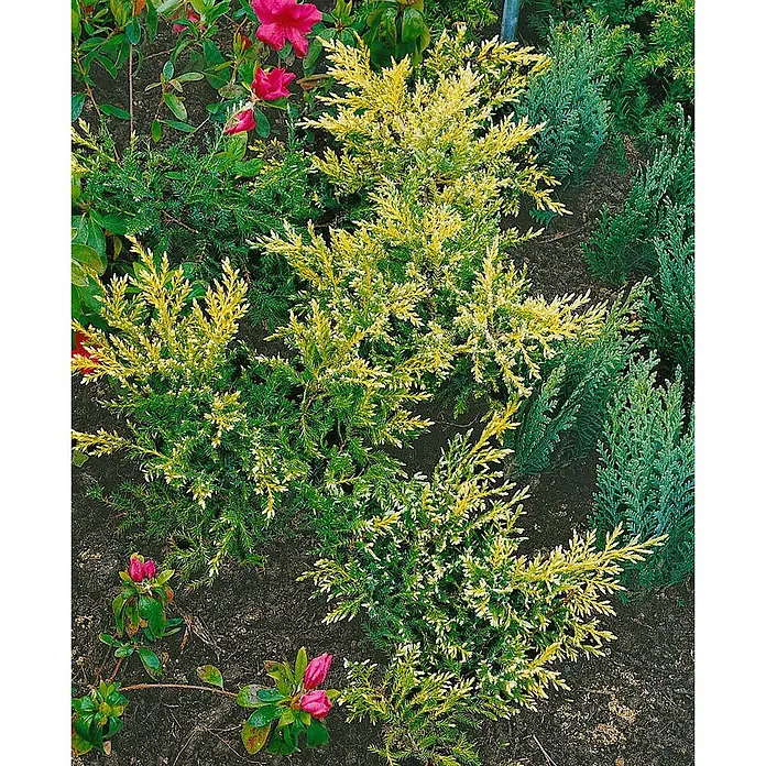 Pflanzen für dich Wacholder 15-20 cm - Juniperus chinensis 'Goldstar', Aktuelle Wuchshöhe: 15 cm - 20 cm - Drei mehrfarbige gelb-grüne Koniferenbüsche in dunkler Erde, umgeben von anderen Grünpflanzen und rosa Blüten.