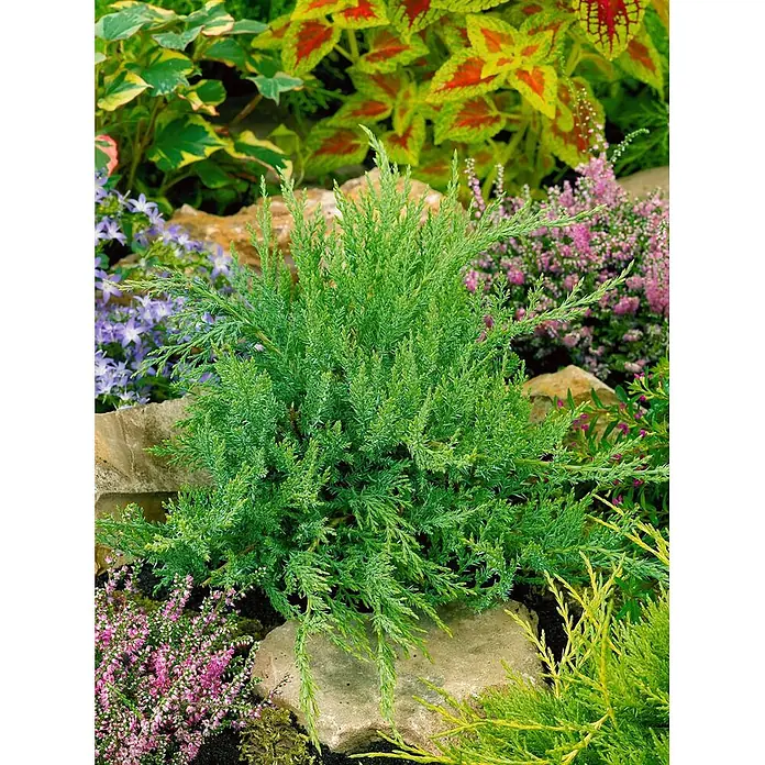Pflanzen für dich Wacholder 20-30 cm - Juniperus sabina 'Rockery Gem', Aktuelle Wuchshöhe: 20 cm - 30 cm - Ein kleiner, kompakter grüner immergrüner Strauch mit feinem Laub, in einem Garten zwischen Felsen und anderen farbigen Pflanzen.