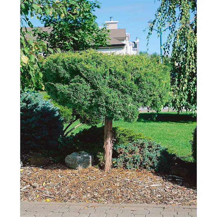 Pflanzen für dich Wacholder 15-20 cm - Juniperus chinensis 'Goldstar', Aktuelle Wuchshöhe: 15 cm - 20 cm - Ein akkurat geschnittener, grüner Formschnittbaum mit dickem Stamm, in einem gemulchten Beet mit Sträuchern und Steinen.