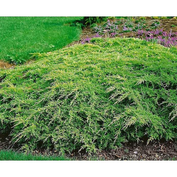 Pflanzen für dich Wacholder 15-20 cm - Juniperus chinensis 'Goldstar', Aktuelle Wuchshöhe: 15 cm - 20 cm - Ein niedrig wachsender, immergrüner Strauch mit grün-gelbem Laub in einem Gartenbeet neben Rasen und lila Blumen.