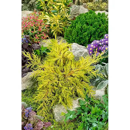 Pflanzen für dich  Wacholder 15-20 cm