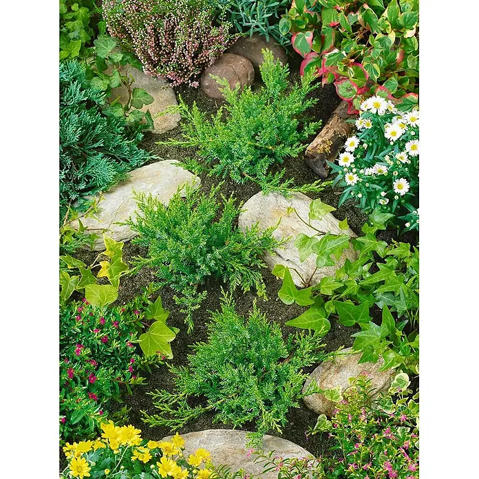 Pflanzen für dich Wacholder 20-30 cm - Juniperus sabina 'Rockery Gem', Aktuelle Wuchshöhe: 20 cm - 30 cm - Ein vielseitiges Gartenbeet mit drei kleinen grünen Wacholdersträuchern, umgeben von bunten Blumen, Efeu und Natursteinen.