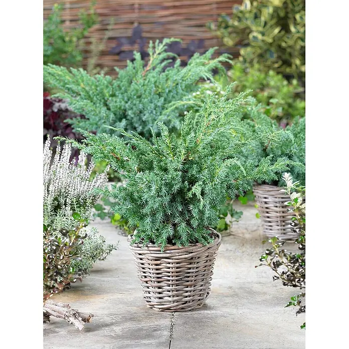 Pflanzen für dich Wacholder 25-30 cm - Juniperus squamata 'Blue Swede', Aktuelle Wuchshöhe: 25 cm - 30 cm - Grüne Konifere in einem runden grauen geflochtenen Weidenkorb auf einer Terrasse.