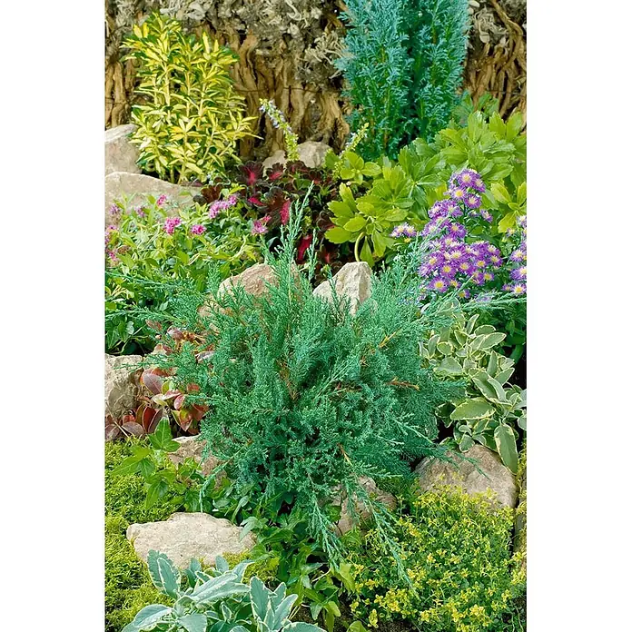 Pflanzen für dich Wacholder 20-30 cm - Juniperus sabina 'Rockery Gem', Aktuelle Wuchshöhe: 20 cm - 30 cm - Kompakter blaugrüner Wacholder in einem lebhaften Steingarten mit vielfältigen Pflanzen und Natursteinen.