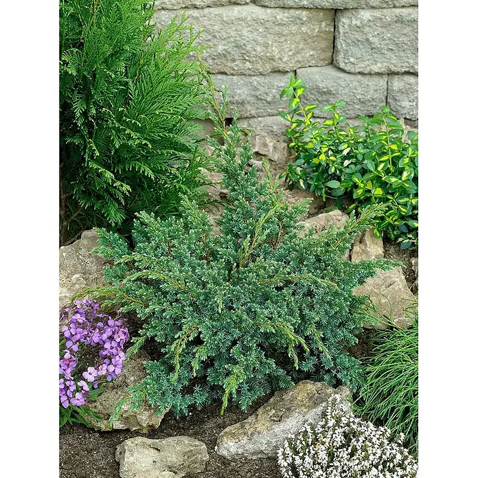 Pflanzen für dich Wacholder 25-30 cm - Juniperus squamata 'Blue Swede', Aktuelle Wuchshöhe: 25 cm - 30 cm - Kompakter, blaugrüner Wacholderbusch mit nadelartigem Laub, zwischen Felsen im Garten.
