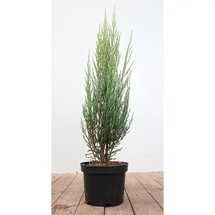 Pflanzen für dich Wacholder 40-60 cm - Juniperus scopulorum 'Blue Arrow', Aktuelle Wuchshöhe: 40 cm - 60 cm - Hohe grüne Wacholderpflanze im schwarzen Plastiktopf.