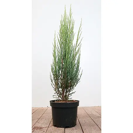 Pflanzen für dich  Wacholder 40-60 cm