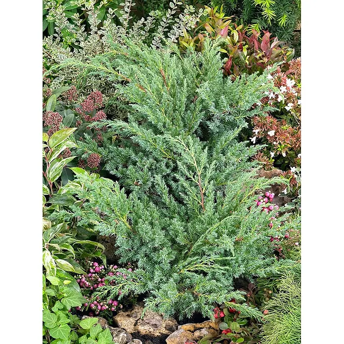 Pflanzen für dich Wacholder 25-30 cm - Juniperus squamata 'Blue Swede', Aktuelle Wuchshöhe: 25 cm - 30 cm - Blaugrüner Wacholderbusch mit nadelartigen Blättern in einer üppigen Gartenumgebung.