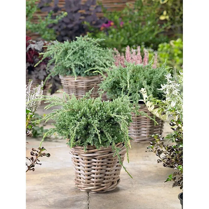 Pflanzen für dich Wacholder 50-60 cm - Juniperus squamata 'Holger', Aktuelle Wuchshöhe: 50 cm - 60 cm - Kleine immergrüne Pflanzen in hellbraunen Korbtöpfen auf einer Terrasse, umgeben von anderen Gartenpflanzen.