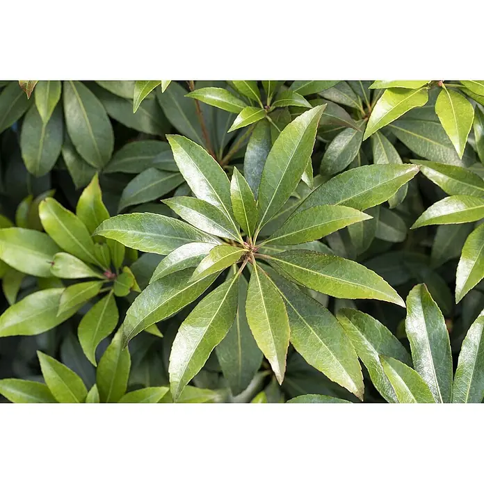 Pflanzen für dich Lavendelheide 20-30 cm - Pieris japonica 'Cupido' - Glänzende grüne Blätter einer Pflanze, strahlenförmig angeordnet, umgeben von weiterem Laub.