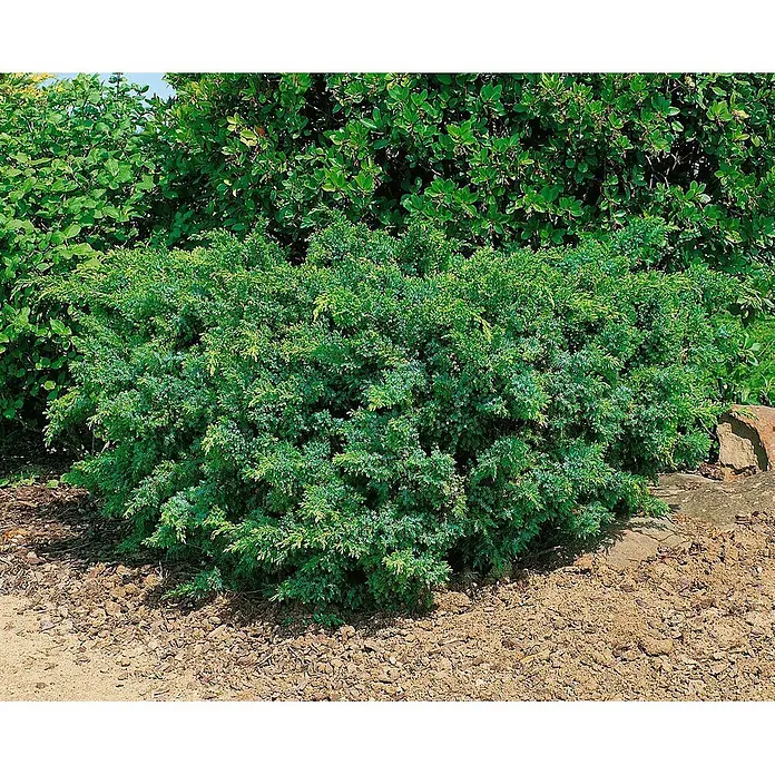 Pflanzen für dich Wacholder 50-60 cm - Juniperus squamata 'Holger', Aktuelle Wuchshöhe: 50 cm - 60 cm - Dichter, niedrig wachsender grün-blauer Wacholderbusch mit feinen Nadeln, ideal als Bodendecker oder für die Landschaftsgestaltung.