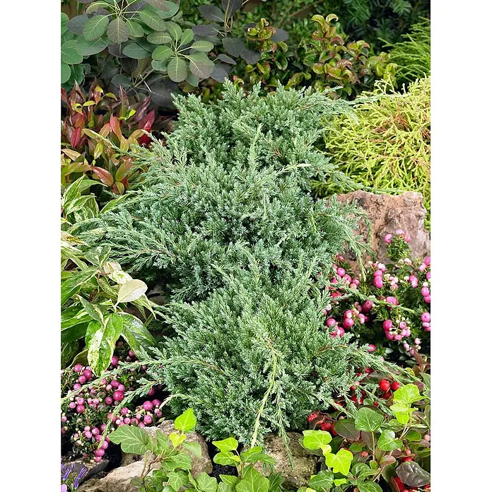 Pflanzen für dich Wacholder 50-60 cm - Juniperus squamata 'Holger', Aktuelle Wuchshöhe: 50 cm - 60 cm - Dichter bläulich-grüner immergrüner Strauch mit stacheligen Nadeln, Teil einer lebendigen Gartenlandschaft mit bunten Pflanzen und Beeren.