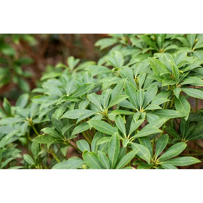 Pflanzen für dich Lavendelheide 20-30 cm - Pieris japonica 'Cupido' - Üppige grüne Pflanze mit ovalen Blättern in Rosettenform und deutlichen hellen Blattadern.