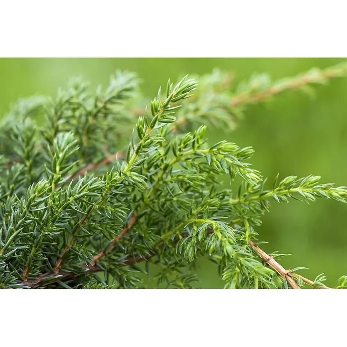 Pflanzen für dich Wacholder 50-60 cm - Juniperus squamata 'Holger', Aktuelle Wuchshöhe: 50 cm - 60 cm - Nahaufnahme von frischem grünem Nadelbaumlaub mit spitzen, nadelartigen Blättern.