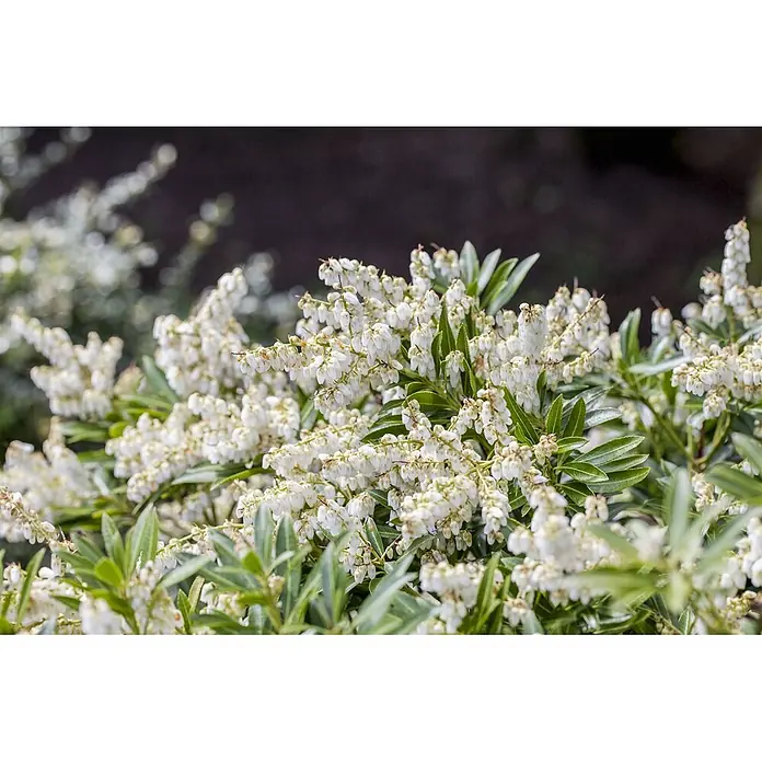 Pflanzen für dich Lavendelheide 20-30 cm - Pieris japonica 'Cupido' - Ein Strauch voller kleiner, glockenförmiger weißer Blüten und grüner Blätter.