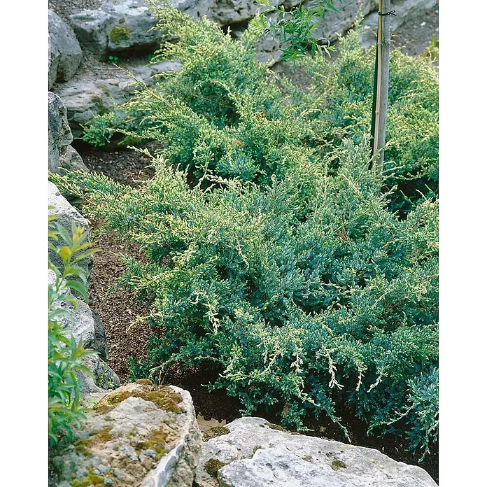 Pflanzen für dich Wacholder 50-60 cm - Juniperus squamata 'Holger', Aktuelle Wuchshöhe: 50 cm - 60 cm - Niedrig wachsender Wacholder mit blaugrünem Laub und hellen Spitzen, zwischen Felsen in einem Garten.