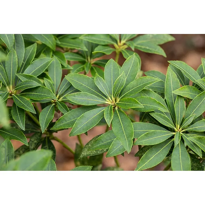 Pflanzen für dich Lavendelheide 20-30 cm - Pieris japonica 'Cupido' - Üppige grüne Blätter mit auffälligen hellen Adern, sternförmig an einer Pflanze angeordnet.