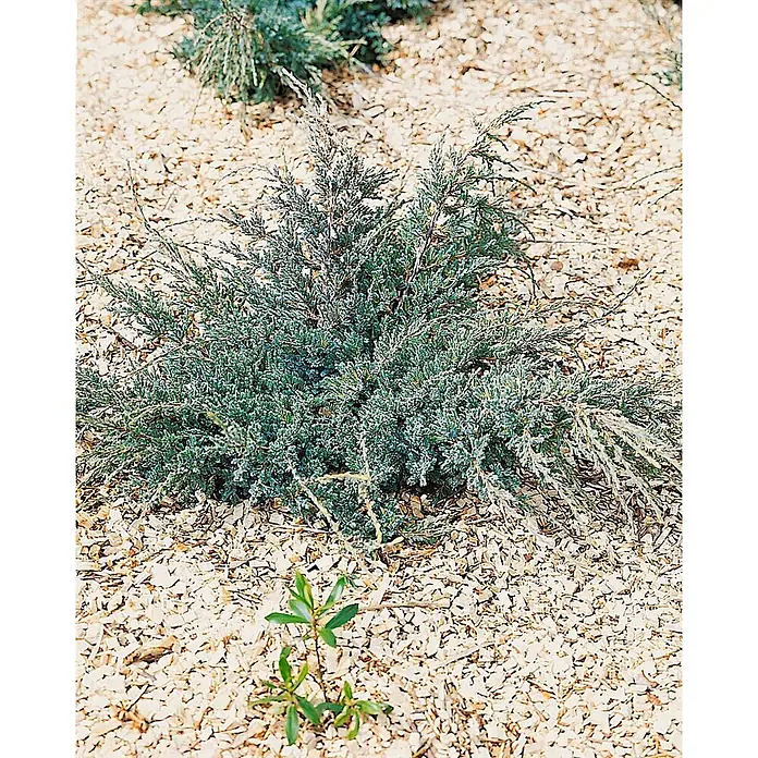 Pflanzen für dich Wacholder 50-60 cm - Juniperus squamata 'Holger', Aktuelle Wuchshöhe: 50 cm - 60 cm - Buschige blaugrüne Wacholder-Bodenbedeckungspflanze in hellem Holzmulch.