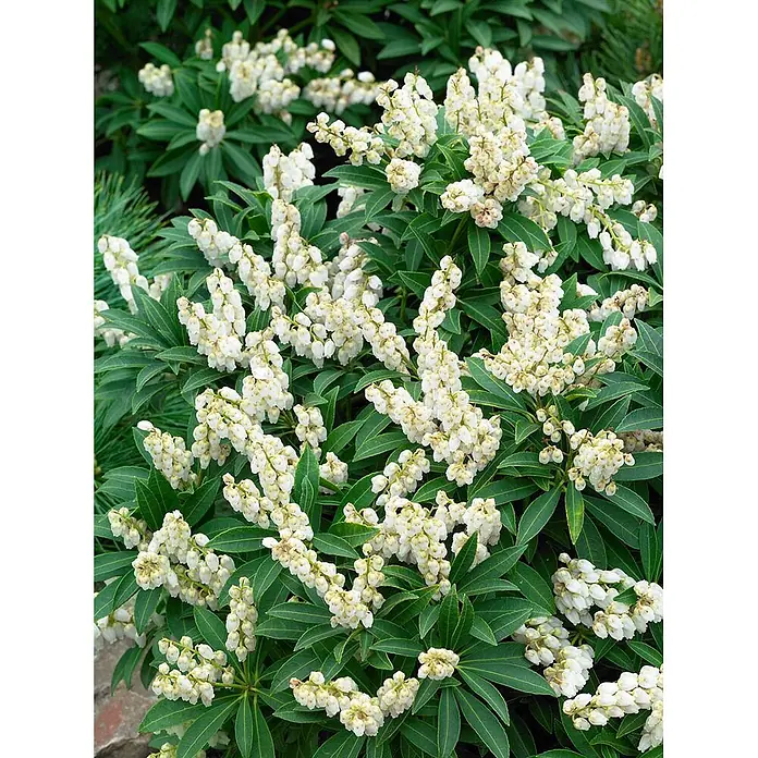 Pflanzen für dich Lavendelheide 20-30 cm - Pieris japonica 'Cupido' - Weiß blühende, glockenförmige Blüten an einem Busch mit dunkelgrünen Blättern.
