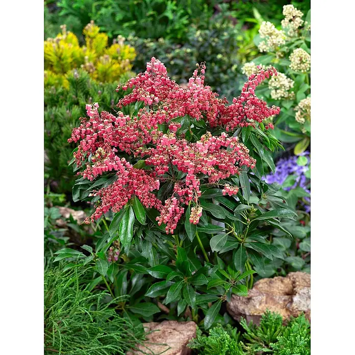 Pflanzen für dich Lavendelheide 30-40 cm - Pieris japonica 'Valley Valentine' - Ein leuchtender Pieris japonica Strauch mit rosa glockenförmigen Blüten und dunkelgrünem Laub im Garten.