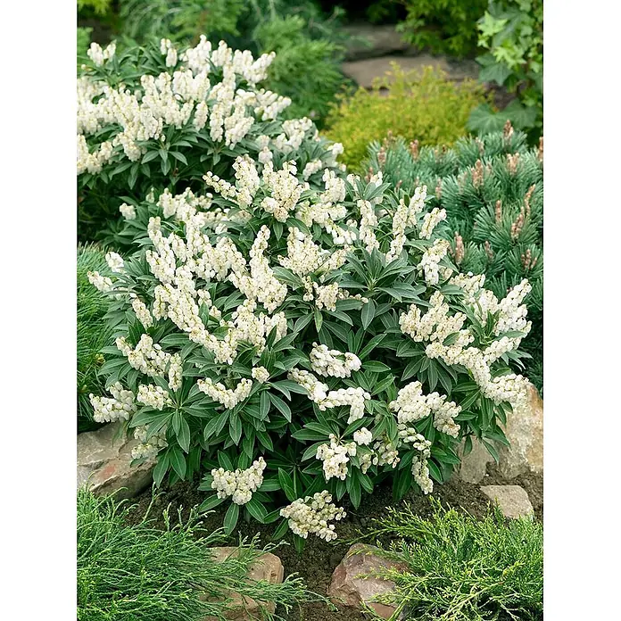 Pflanzen für dich Lavendelheide 20-30 cm - Pieris japonica 'Cupido' - Buschartige Pflanze mit dichten Trauben weißer, glockenförmiger Blüten und dunkelgrünen Blättern.