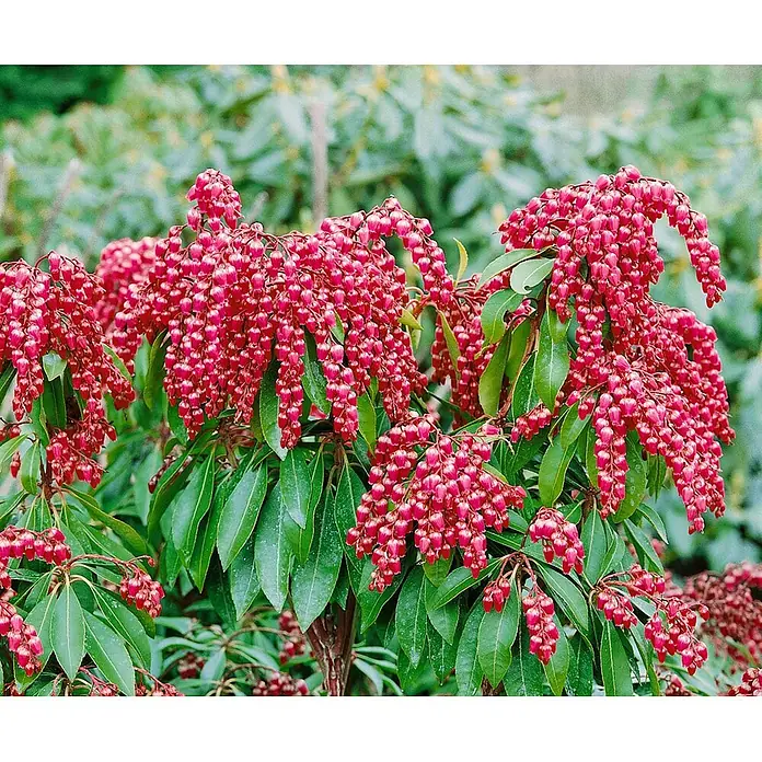 Pflanzen für dich Lavendelheide 30-40 cm - Pieris japonica 'Valley Valentine' - Lebendige Grünpflanze dicht bedeckt mit Büscheln kleiner, roter, glockenförmiger Blüten.