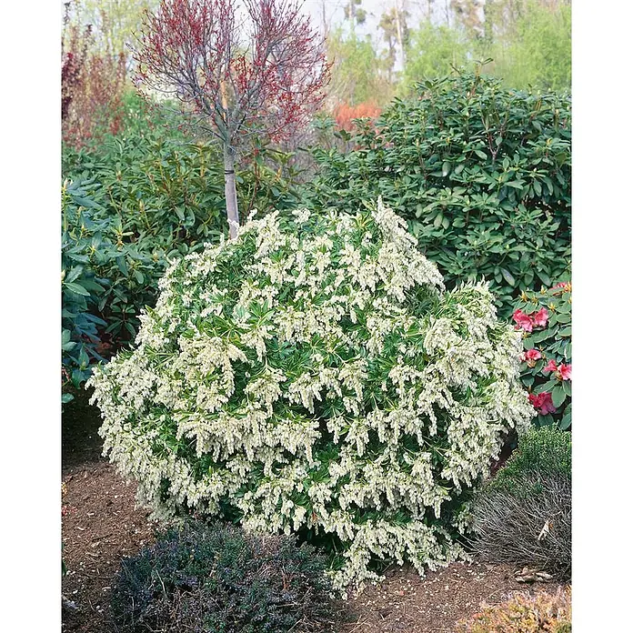 Pflanzen für dich Lavendelheide 20-25 cm - Pieris japonica 'Purity' - Eine große, buschige Pflanze mit zahlreichen weißen, glockenförmigen Blüten in einem Gartenbeet.