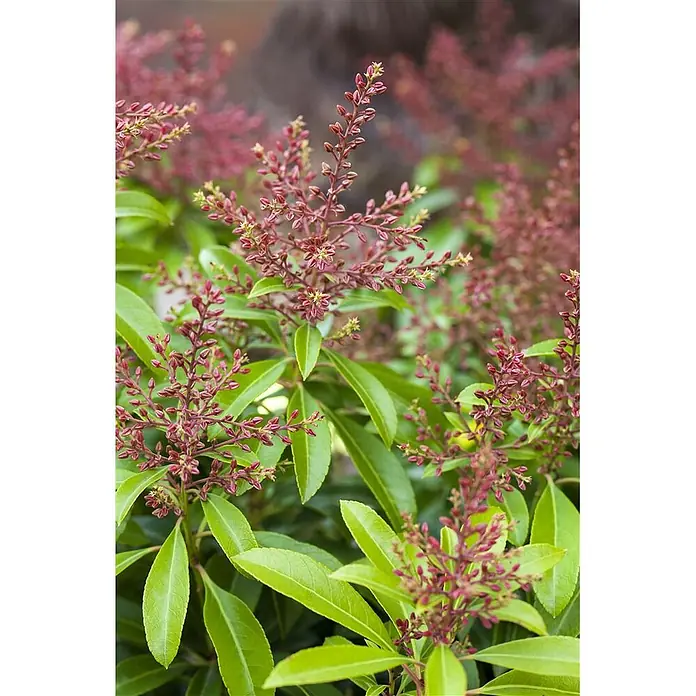 Pflanzen für dich Lavendelheide 30-40 cm - Pieris japonica 'Valley Valentine' - Eine üppige Pflanze mit hellgrünen Blättern und zahlreichen rotbraunen Blütenknospen, teilweise mit kleinen gelben Zentren, kurz vor dem Aufblühen.