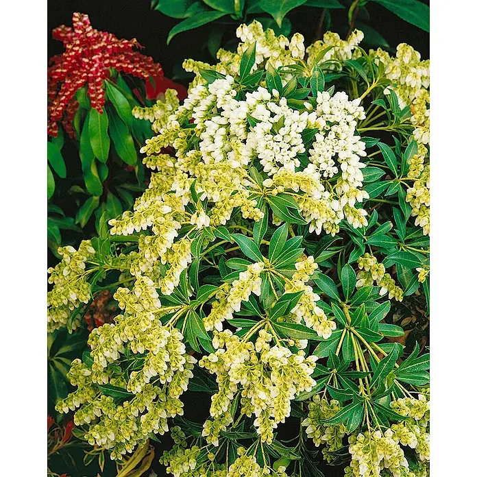 Pflanzen für dich Lavendelheide 20-25 cm - Pieris japonica 'Purity' - Blühende Pflanze mit zahlreichen Büscheln weißer glockenförmiger Blüten und glänzenden grünen Blättern.