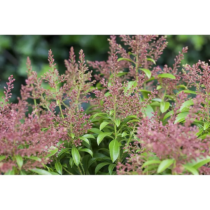 Pflanzen für dich Lavendelheide 30-40 cm - Pieris japonica 'Valley Valentine' - Blühende Pflanze mit kleinen rosa-roten Blütenknospen und glänzenden grünen Blättern.