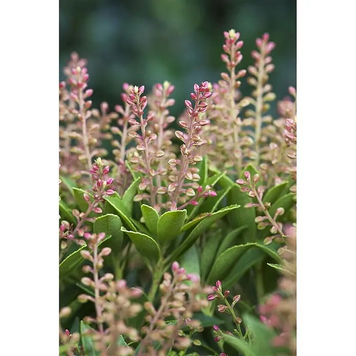 Pflanzen für dich Lavendelheide 20-25 cm - Pieris japonica 'Purity' - Nahaufnahme einer Pflanze mit zahlreichen rosa Blütenknospen an hohen Stielen, umgeben von leuchtend grünen Blättern.