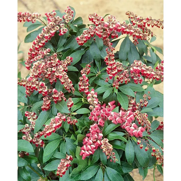 Pflanzen für dich Lavendelheide 30-40 cm - Pieris japonica 'Valley Valentine' - Pflanze mit roten und weißen glockenförmigen Blüten in Rispen und dunkelgrünen Blättern.