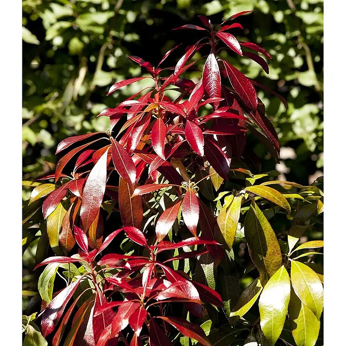 Pflanzen für dich Lavendelheide 20-25 cm - Pieris japonica 'Red Mill' - Lebendige Blattpflanze mit glänzendem rotem und grünem Laub.