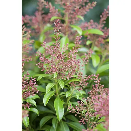 Pflanzen für dich  Lavendelheide 30-40 cm