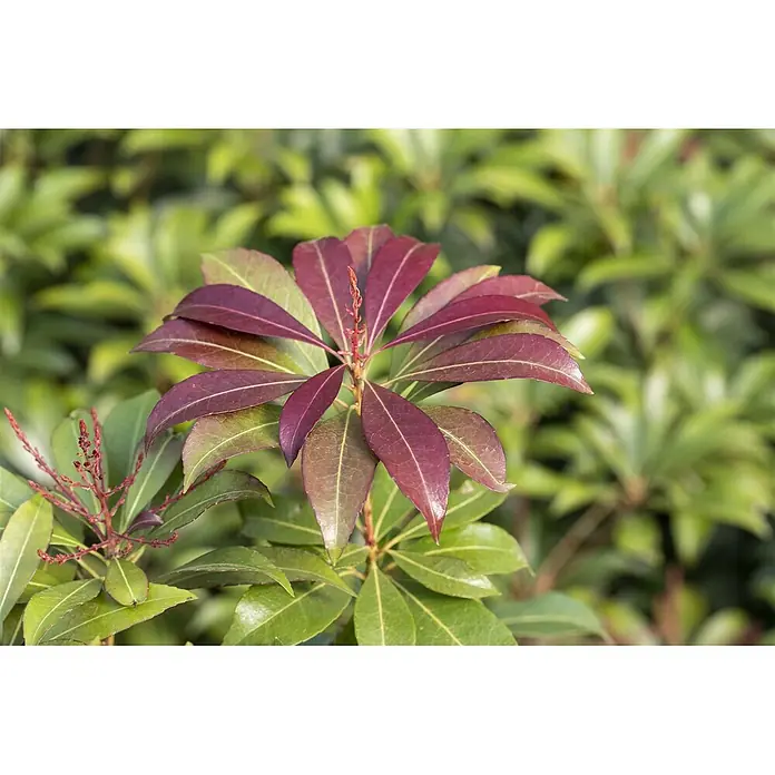 Pflanzen für dich Lavendelheide 20-25 cm - Pieris japonica 'Red Mill' - Lebhafte Pflanze mit neuen rötlich-violetten Blättern fächerförmig angeordnet, umgeben von älterem, dunkelgrünem Laub.