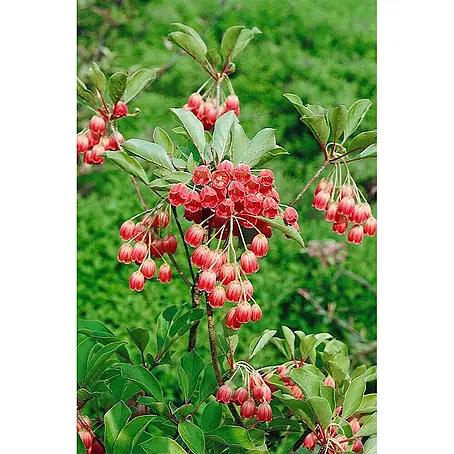 Pflanzen für dich  Lavendelheide 60-80 cm