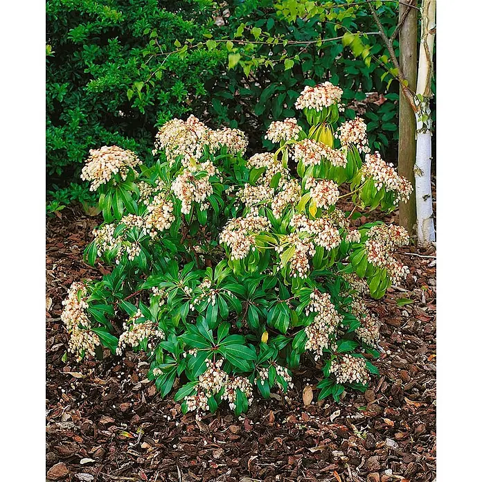 Pflanzen für dich Lavendelheide 20-25 cm - Pieris japonica 'Red Mill' - Blühende Pflanze mit dunkelgrünen Blättern und zahlreichen weißen, glockenförmigen Blüten, im Garten mit Rindenmulch.