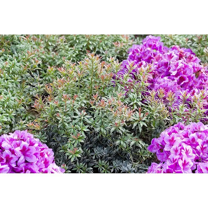 Pflanzen für dich Lavendelheide 20-25 cm - Pieris japonica 'Little Heath' - Panaschierter Strauch mit grün-weißen Blättern und rötlichen Spitzen, umgeben von leuchtend violetten Blütensträuchern.