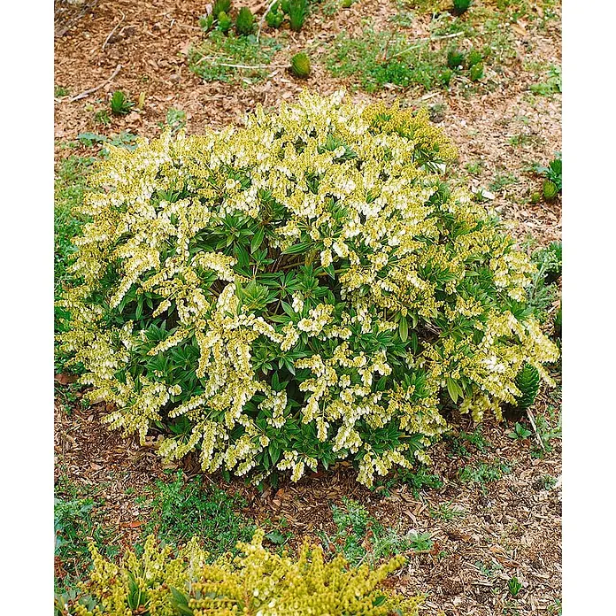 Pflanzen für dich Lavendelheide 20-30 cm - Pieris japonica 'Prelude' - Blühender Busch mit grünen Blättern und gelblich-weißen glockenförmigen Blüten.