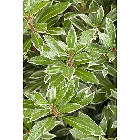 Pflanzen für dich  Lavendelheide 20-25 cm