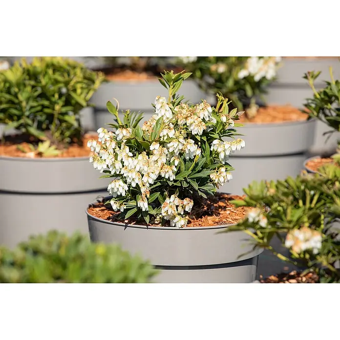 Pflanzen für dich Lavendelheide 20-30 cm - Pieris japonica 'Prelude' - Kleine Topfpflanze mit weißen Glockenblüten und grünen Blättern in einem grauen Behälter, umgeben von ähnlichen Pflanzen.