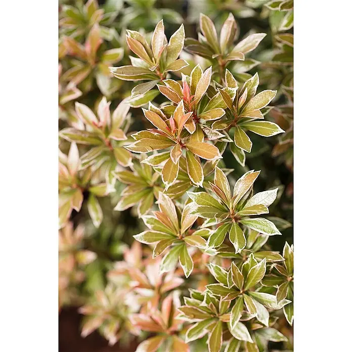 Pflanzen für dich Lavendelheide 20-25 cm - Pieris japonica 'Little Heath' - Üppige Pflanze mit panaschierten Blättern: junge rötlich-bronzefarben, ältere grün mit weißen Rändern.