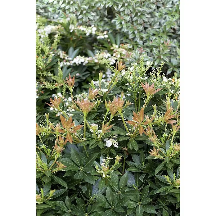 Pflanzen für dich Lavendelheide 20-30 cm - Pieris japonica 'Prelude' - Üppige Grünpflanze mit neuem rötlich-orangem Laub und Büscheln kleiner weißer glockenförmiger Blüten.