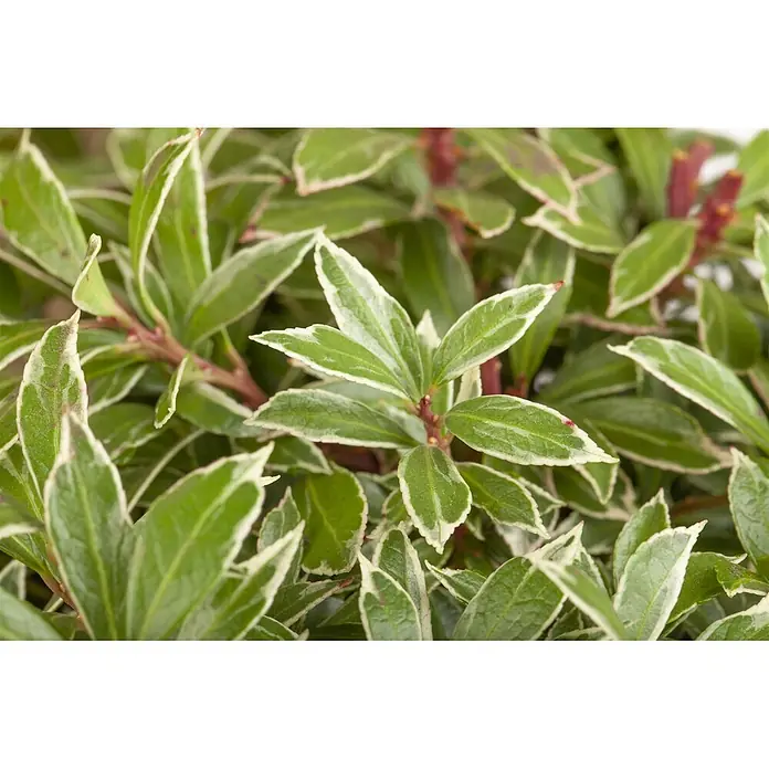 Pflanzen für dich Lavendelheide 20-25 cm - Pieris japonica 'Little Heath' - Nahaufnahme einer Pflanze mit panaschierten grünen und weißen ovalen Blättern, roten Stielen und neuen Trieben.