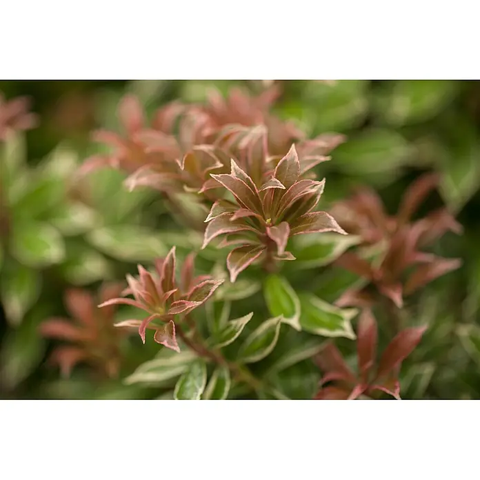 Pflanzen für dich Lavendelheide 20-25 cm - Pieris japonica 'Little Heath' - Zierstrauch mit leuchtend rot-rosa Neuaustrieben und panaschierten grünen Blättern.