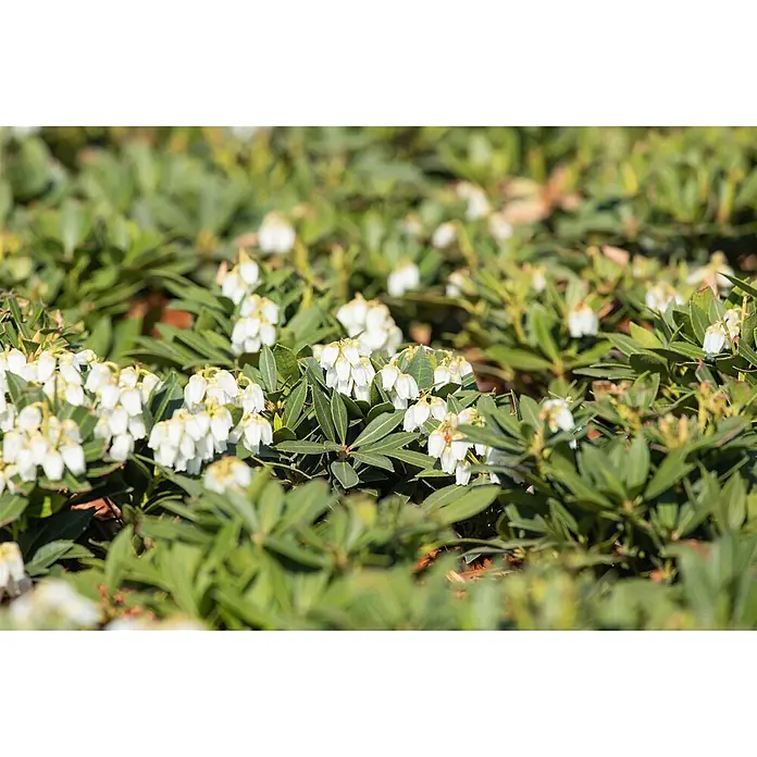Pflanzen für dich Lavendelheide 20-30 cm - Pieris japonica 'Prelude' - Viele kleine weiße glockenförmige Blüten blühen in Büscheln zwischen grünen Blättern und bilden einen dichten Bodendecker.