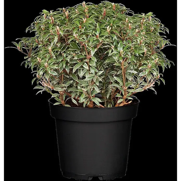 Pflanzen für dich Lavendelheide 20-25 cm - Pieris japonica 'Little Heath' - Eine kompakte, panaschierte Topfpflanze mit grün-weißen Blättern und rötlichen Stielen in einem schwarzen Kunststofftopf.