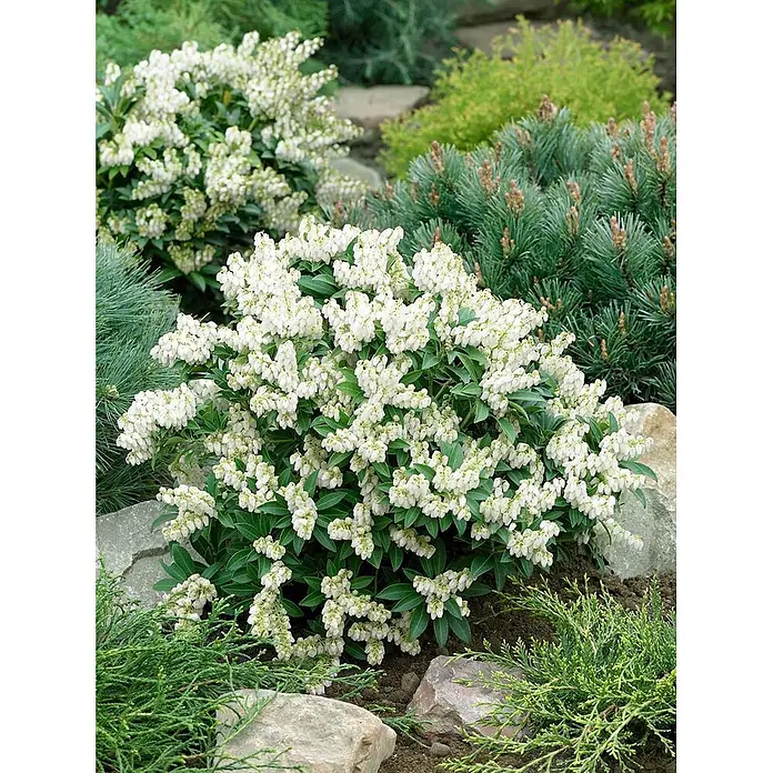 Pflanzen für dich Lavendelheide 20-30 cm - Pieris japonica 'Prelude' - Blühender Strauch mit vielen weißen glockenförmigen Blüten und dunkelgrünen Blättern, im Garten mit Felsen und Nadelbäumen.
