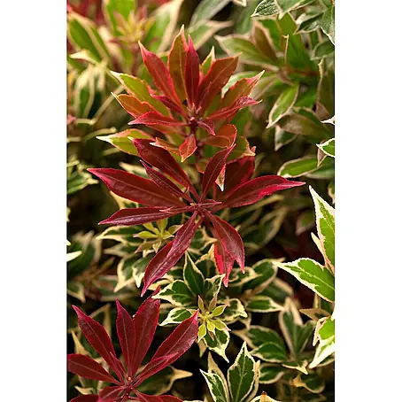 Pflanzen für dich  Lavendelheide 20-25 cm